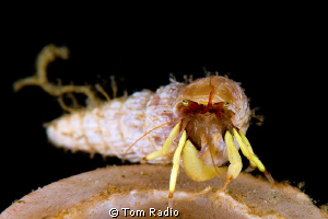 Hermit Crab
Seattle, WA, U.S.A. by Tom Radio 